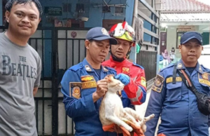 Kucing Si Oyen Peranakan Cibinong Bikin Resah, Warga Dicakar Hingga Digigit