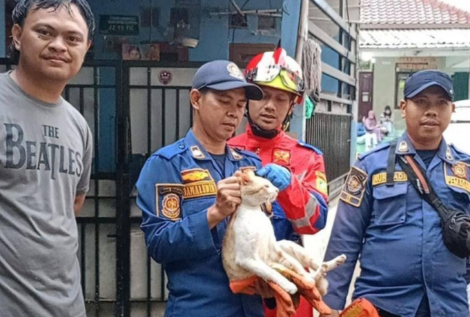 Kucing Si Oyen Peranakan Cibinong Bikin Resah, Warga Dicakar Hingga Digigit