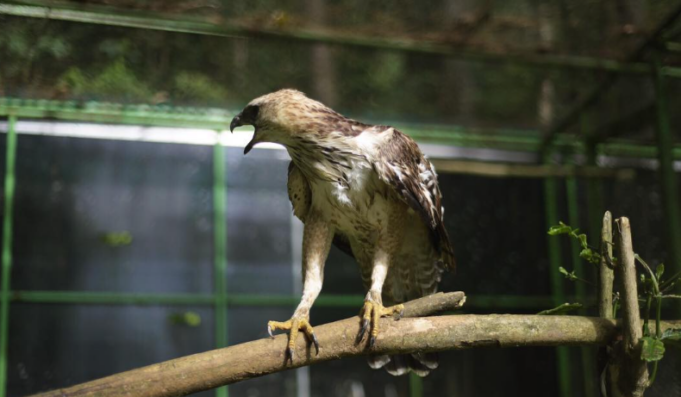 Mengenal Penangkaran Elang di Kampung Loji Kabupaten Bogor