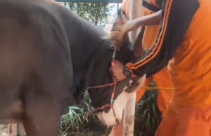 Sapi Kurban di Tangsel Ngamuk hingga Rusak Tiga Motor Ilustrasi sapi kurban (Twitter)