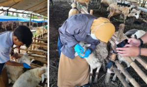 Dinas Perikanan dan Peternakan Kabupaten Bogor Melakukan Pengawasan Hewan dan Daging Qurban Sebelum dan Sesudah Idul Adha 1445 H 2024. (dokumen istimewa)