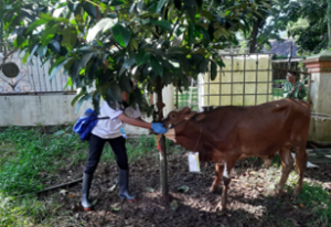 Dinas Perikanan dan Peternakan Kabupaten Bogor Melakukan Pengawasan Hewan dan Daging Qurban Sebelum dan Sesudah Idul Adha 1445 H 2024. (dokumen istimewa)
