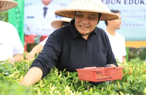 Menjaga Stabilias Harga, Pemerintah Kabupaten Bogor Gelar Panen Cabe