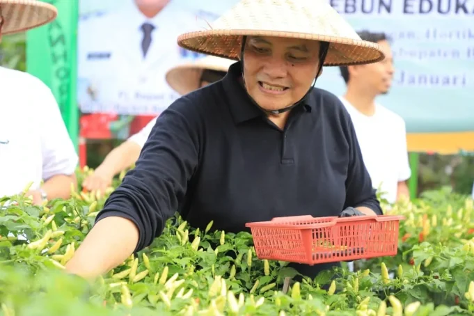 Menjaga Stabilias Harga, Pemerintah Kabupaten Bogor Gelar Panen Cabe