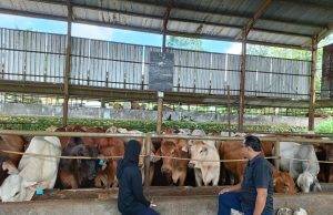 Kadis Peternakan Kabupaten Sukabumi: Stok Daging Sapi untuk Lebaran Aman !