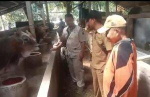 Jelang Idul Adha, Dinas Peternakan Kabupaten Sukabumi Bersama Camat Sagaranten Lakukan Pemeriksaan Antemorten Hewan Ternak