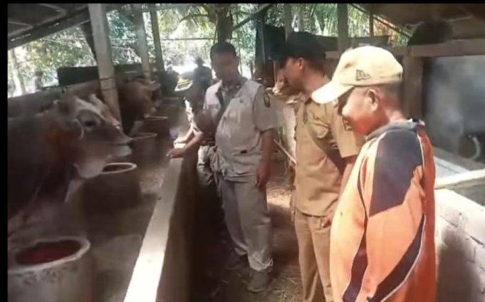 Jelang Idul Adha, Dinas Peternakan Kabupaten Sukabumi Bersama Camat Sagaranten Lakukan Pemeriksaan Antemorten Hewan Ternak
