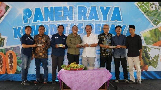 Koloborasi YBM BRILian Bersama IPB Unieversity Menghadirkan Model Pemberdayaan Ekonomi Desa Berbasis Pertanian Modern: Gelar Panen Raya Pepaya California