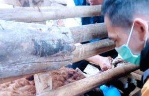 Dinas Peternakan Kabupaten Sukabumi Gencarkan Pelayanan Kesehatan Hewan, Melalui Kegiatan Pelayanan Kesehatan Hewan di Kecamatan Gegerbitung