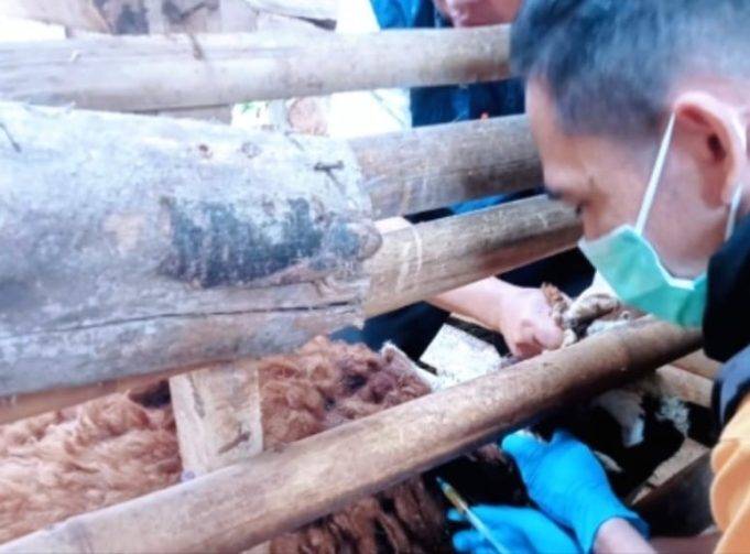 Dinas Peternakan Kabupaten Sukabumi Gencarkan Pelayanan Kesehatan Hewan, Melalui Kegiatan Pelayanan Kesehatan Hewan di Kecamatan Gegerbitung