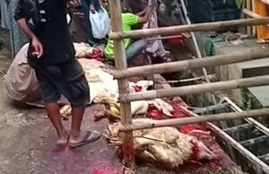 Surat Edaran DLH tak Sampai ke Panitia Kurban, DKM Masjid Al Munawar Sentul City Masih Gunakan Kantong Plastik Saat Bagikan Daging